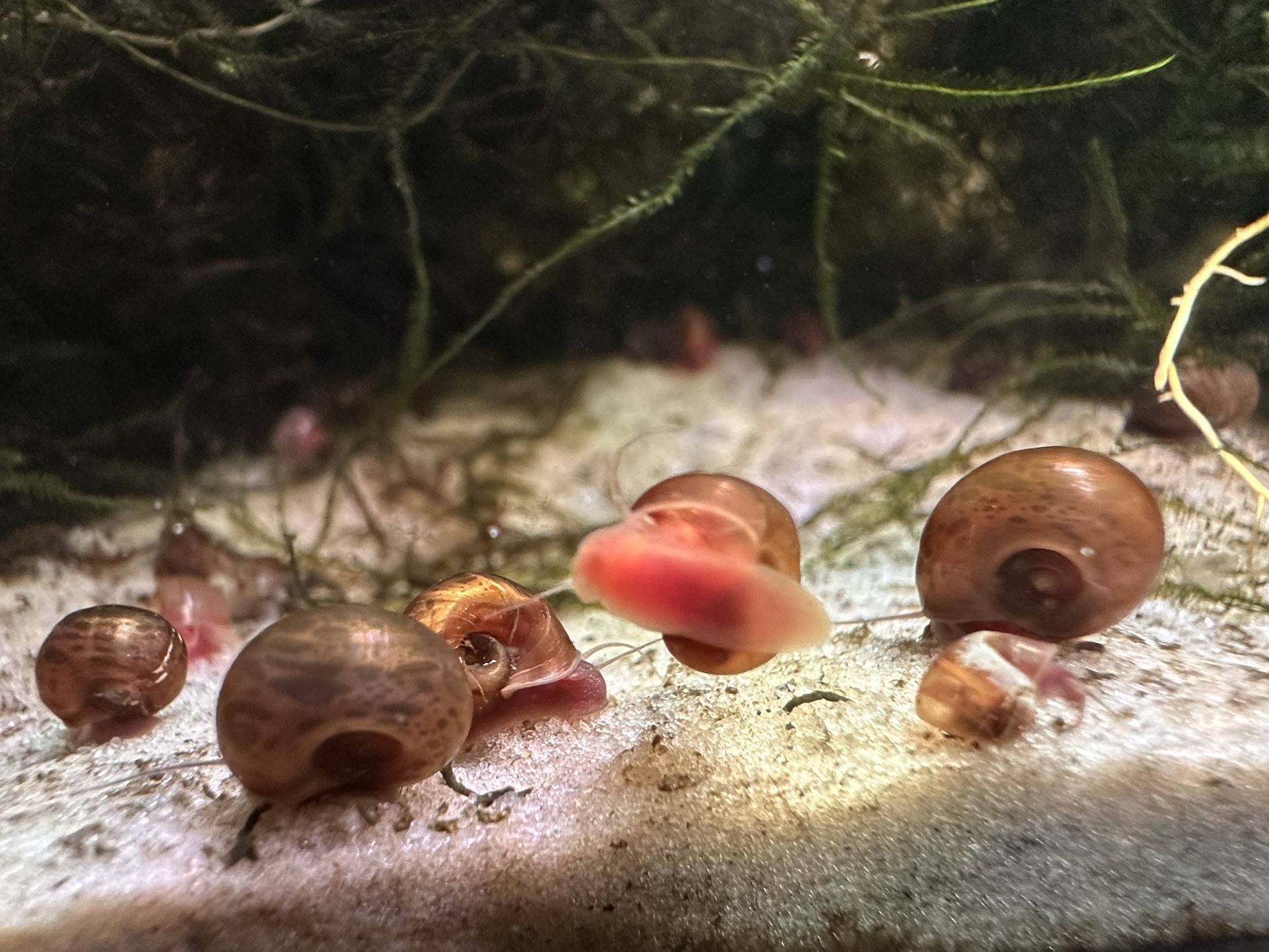 Aquarium Ramshorn