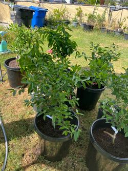 Bears lime, Mexican key lime and blood orange
