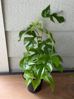 Rhaphidophora Tetrasperma monstera mini
