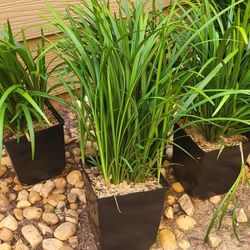 1/2 Gal Blue Liriope $5 Each 