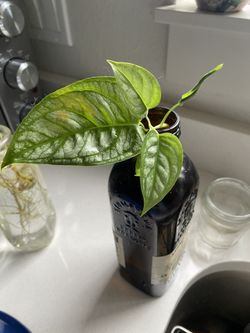 Monstera Siltepecana Cuttings