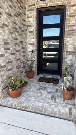 Cactus Succulent Plants in terracotta pots