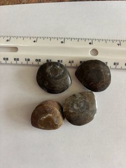 POLISHED AMMONITE FOSSIL SPIRAL FOSSIL SHELL