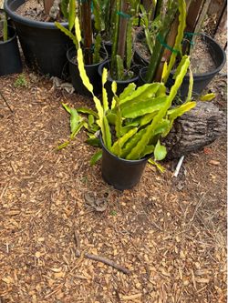 Dragon fruit cuttings