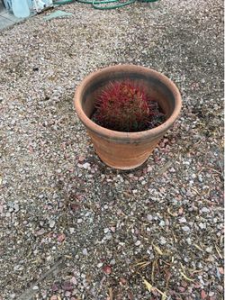 Barrel Cactus with Clay Pot
