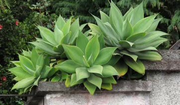 fox tail agave plant