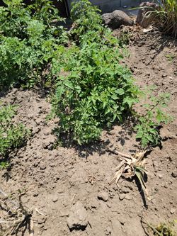 Tomatoes Plant It's Cherry Tomatoes 