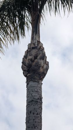 Tree Sale