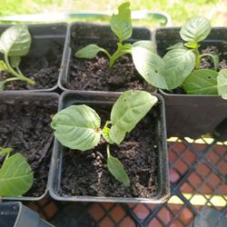 tomatillo plants