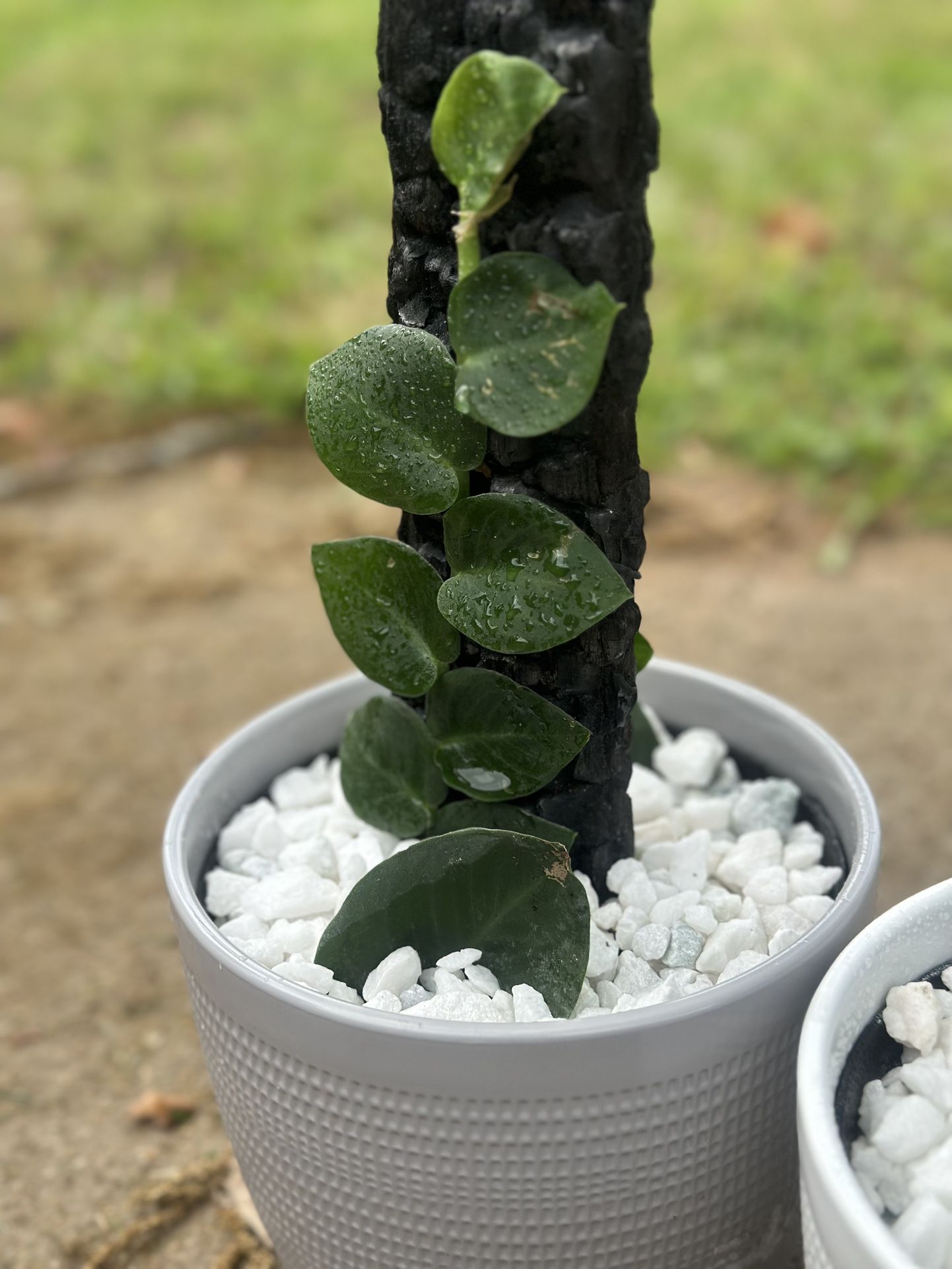 Rhaphidophora Hayi - Shingle Plant | Shou Shugi Ban Stake | 6" Potted Plant | Live Houseplant