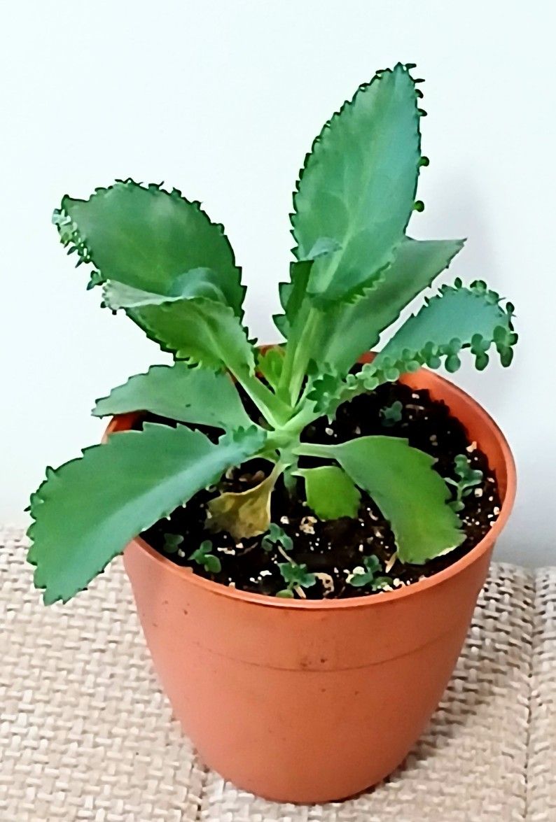 Live Mother Of Thousands Indoor Houseplants With 4 Inch Plastic Pot  .$6