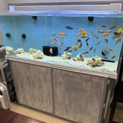 125 Gallon Acrylic Fish Tank For Sale Complete Set Up