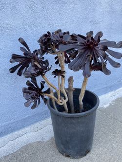 About 23 Inches Tall