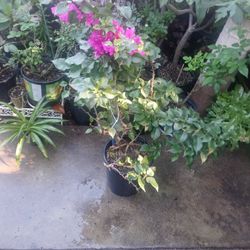Plant