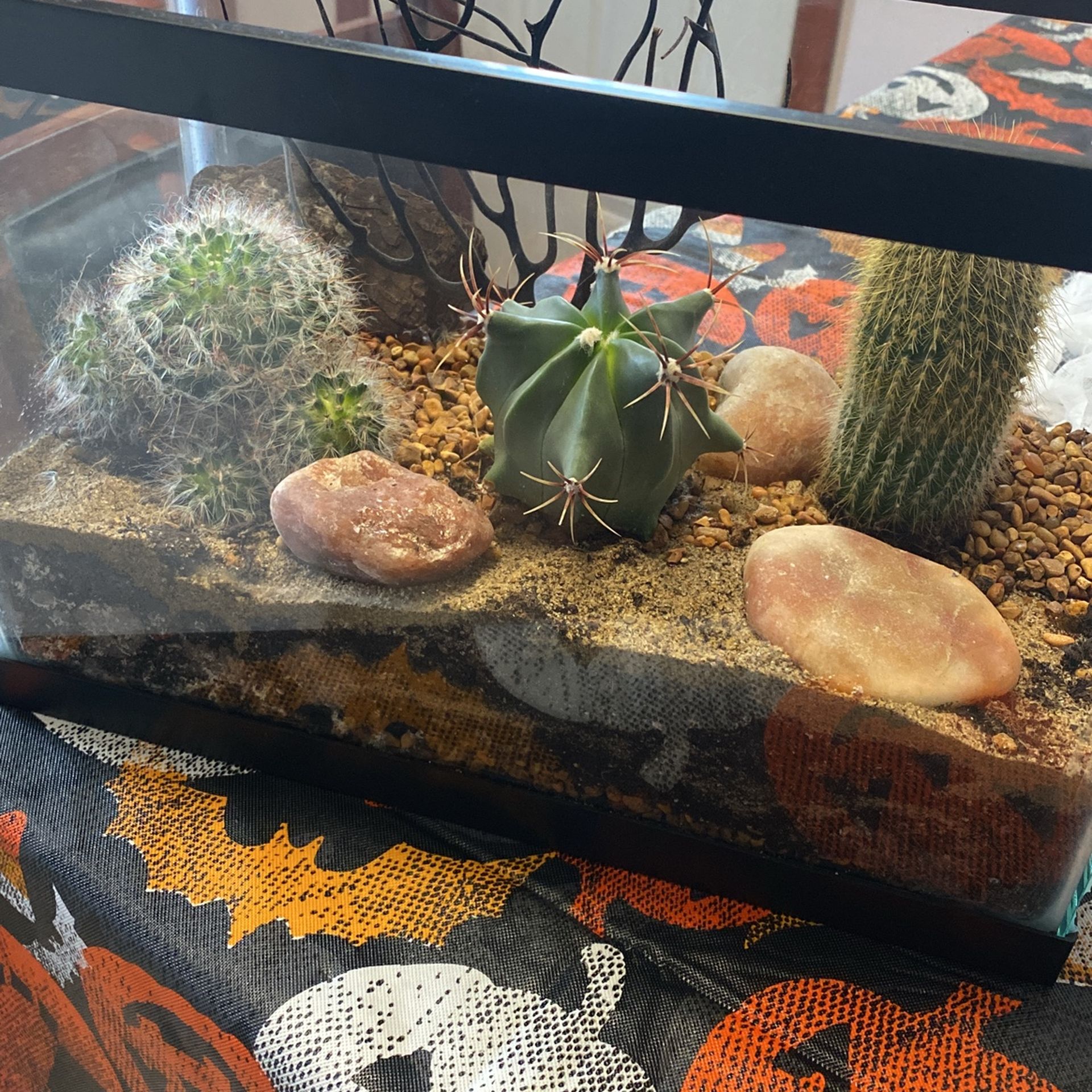 A Beautiful Live Cactus Aquarium 