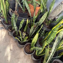 Snake plant