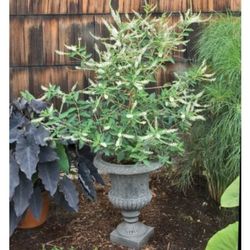 Sweet Almond Perfume Plant Great For Pollinator