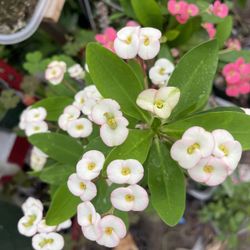 Crown Thorns Plant 🪴 one cutting