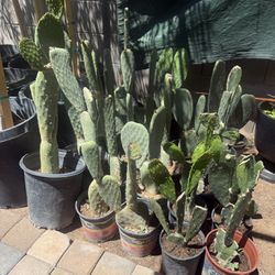Cactus Plants for Eating in Five Gallons $20 Each Firm Price