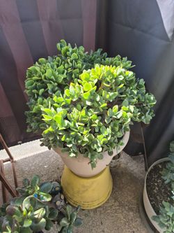 Free succulent