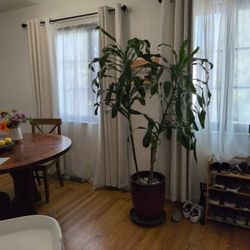 Giant Dracaena 