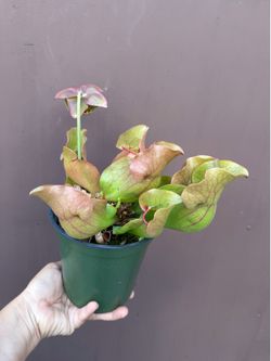 6” blooming pitcher plant
