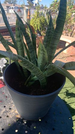 Lengua de suegra $15