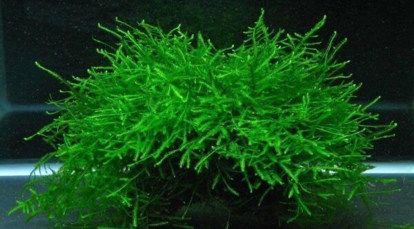 Java Moss Aquatic Plant