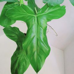  Rare Aroid Philodendron Bipennifolium  Starter Plant/ Indoor Plant/ House Plant Flower Patio Garden 
