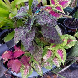 Colorful Coleus Plants Houseplants Landscape Plants 