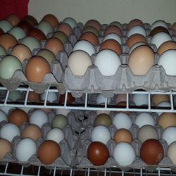 Fresh Yard Eggs $5  a dozen