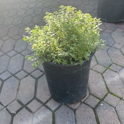 Orégano Herb Plant