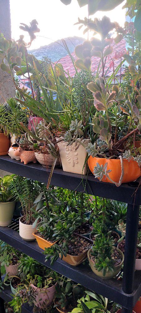 Potted Plants For Sale