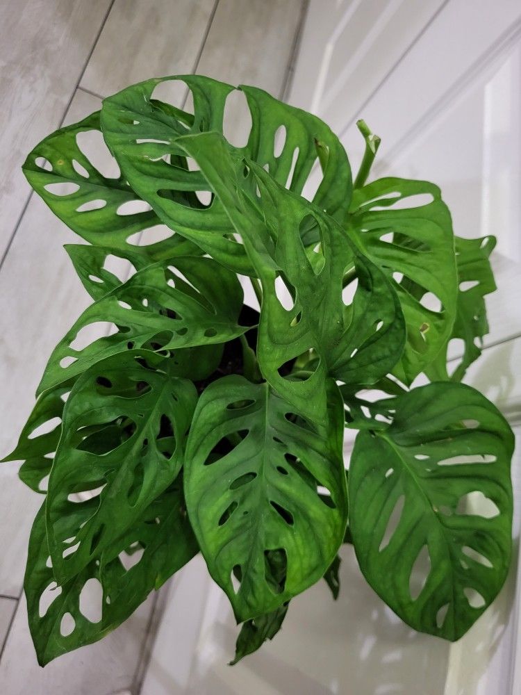 🌿Healthy Live Air Purifying Houseplant Monstera Adansonii 12"Tall In Pot 6" ~ Easy To Grow