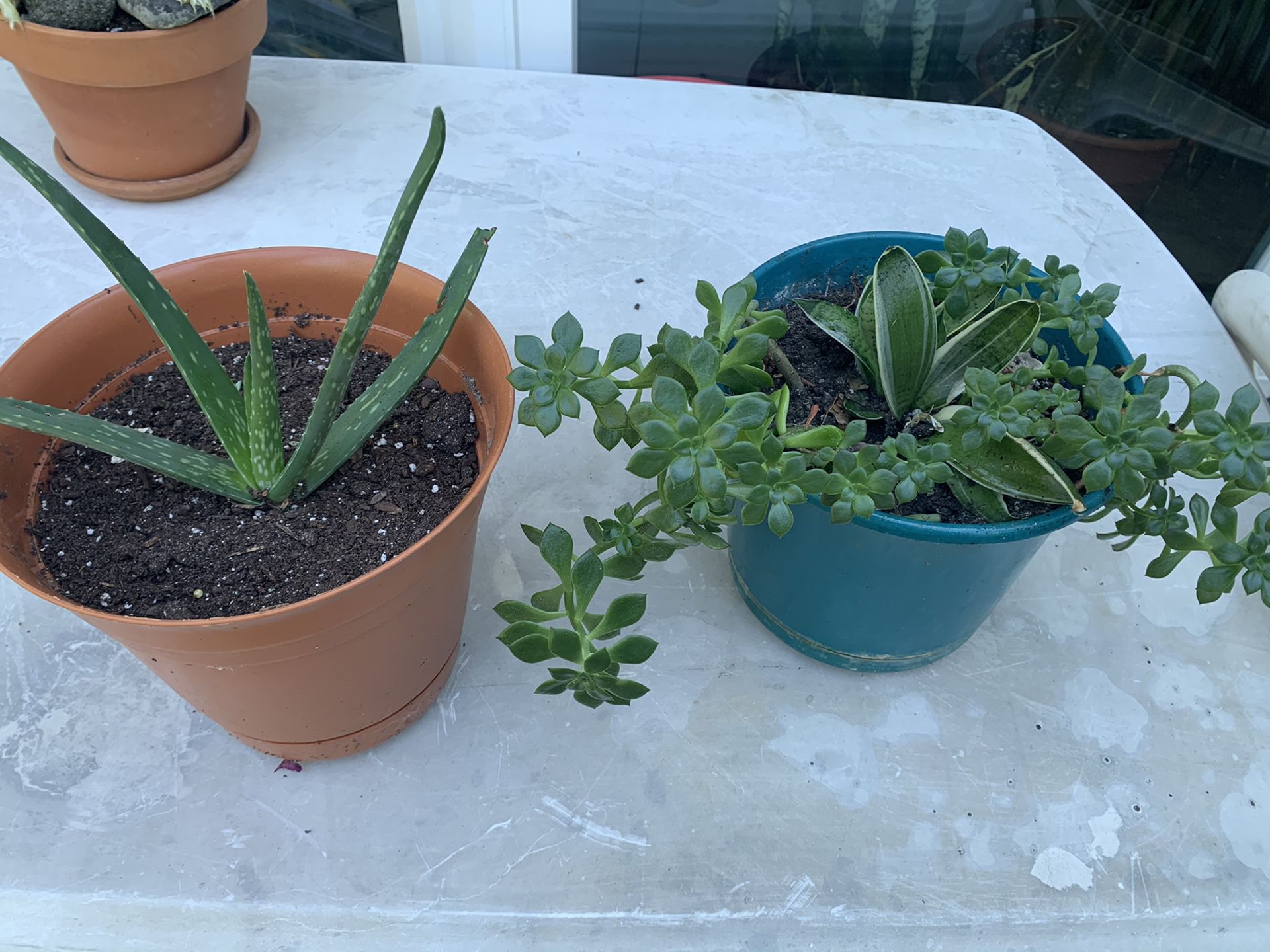 Aloe and succulent , only 20 for both