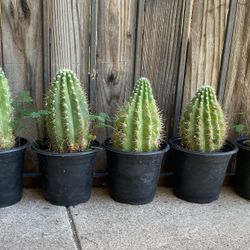 Giant Argentine Cactus Plat