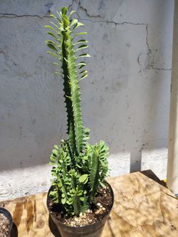 Healthy Branching African Milk Tree (Euphorbia trigona) - Potted