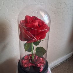 NEW Rose in Dome with Light