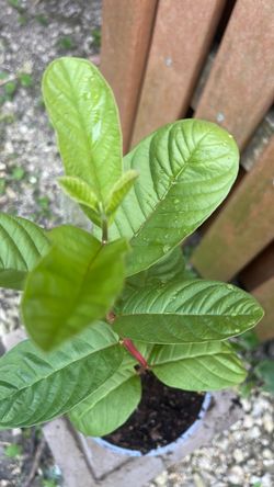 Pink guava tree