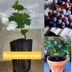 seedless red grape plants