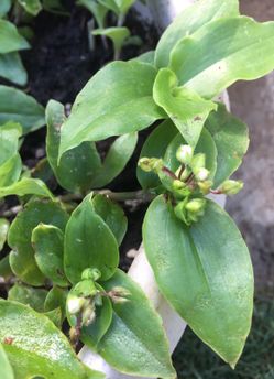 Two pots of blooming white flowers 🌺