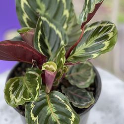CALATHEA Makoyana Prayer Plants In 8 Inches Pot