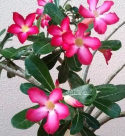Desert Rose 🌸