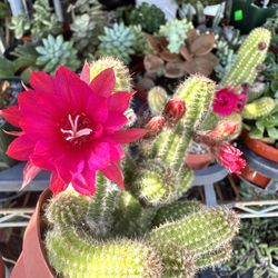 Flowering Cactus Plant With Flowers