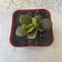 2 Inch Pot Succulent Plant - Crassula Ovata - Mini Jade - Rooted & Established - Drought Resistant 🪴 Great Baby Shower Wedding Favors