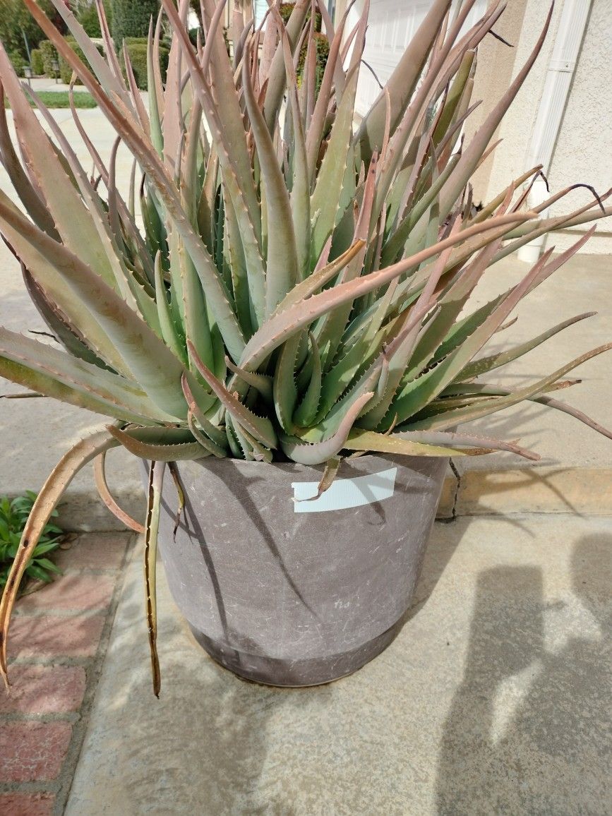 Aloe Vera Jumbo Plants 