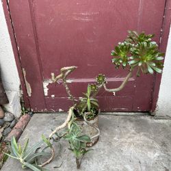 Succulents 