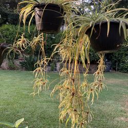 Spider Plants In A Pot Decorative Hanging Or On Wall 