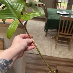 Florida Ghost Mint Philodendron 