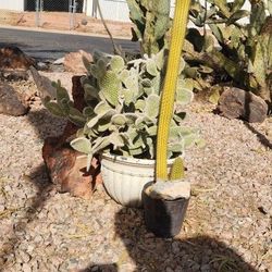 Plants Decore Cactus Trees Planters